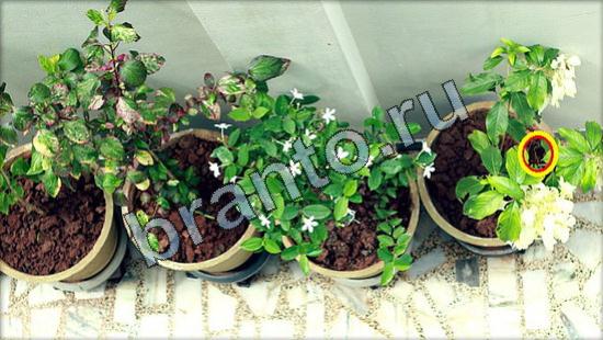 ответы Где же кот? в одноклассниках Уровень 3226