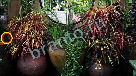 Где же кот помощь в картинках Уровень 3231