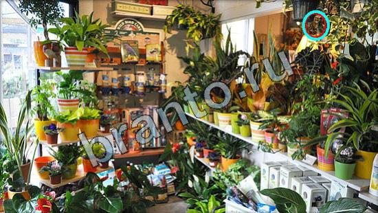 ответы на игру Где же кот в скриншотах Уровень 3232