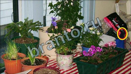 решения на игру Где же кот Уровень 3235