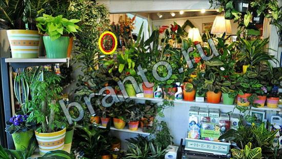 ответы в картинках на игру Где же кот Уровень 3237