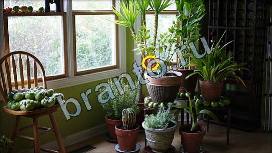 помощь на игру Где же кот Уровень 3238