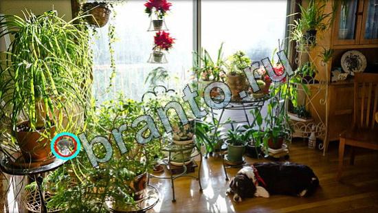 Где же кот игра ответы Уровень 3240