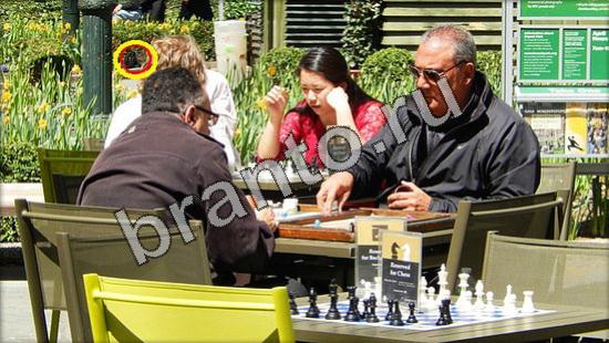 Игра Где же кот ответы Уровень 3337