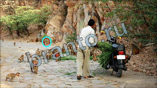 Где же кот прохождение игры Уровень 3342