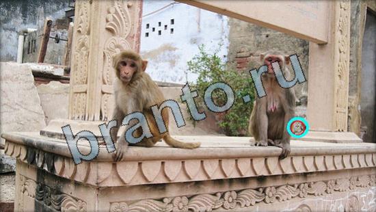 ответы на игру Где же кот в одноклассниках Уровень 3343