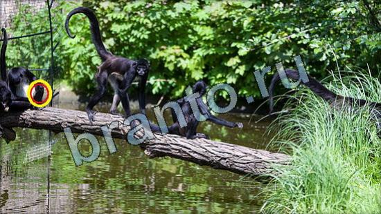 ответы Где же кот Уровень 3345