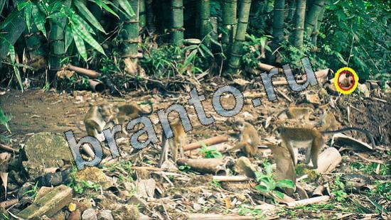 ответы Где же кот? в одноклассниках Уровень 3346