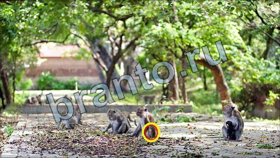 ответы для игры Где же кот Уровень 3347