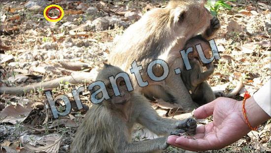 решения для игры Где же кот Уровень 3348