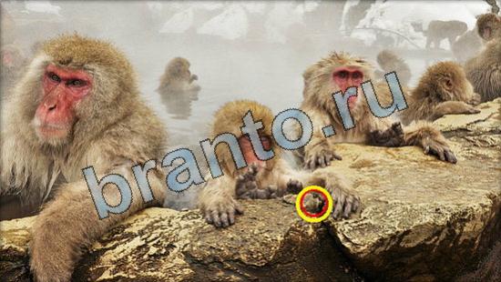 Где же кот игра ответы Уровень 3349