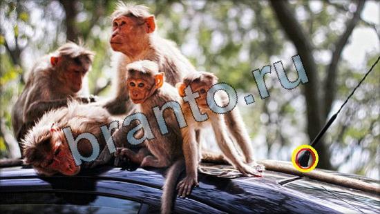 игра в одноклассниках Где же кот ответы Уровень 3350