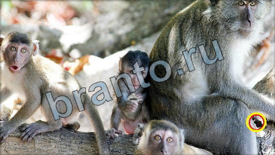 Где же кот помощь в картинках Уровень 3351