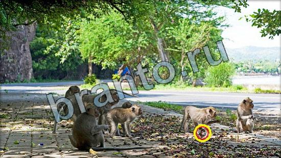 ответы на игру Где же кот в скриншотах Уровень 3352