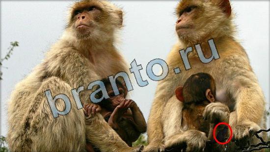 Где же кот ответы на новые задания Уровень 3353