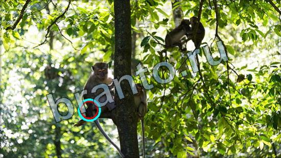 ответы на игру Где же кот Уровень 3354