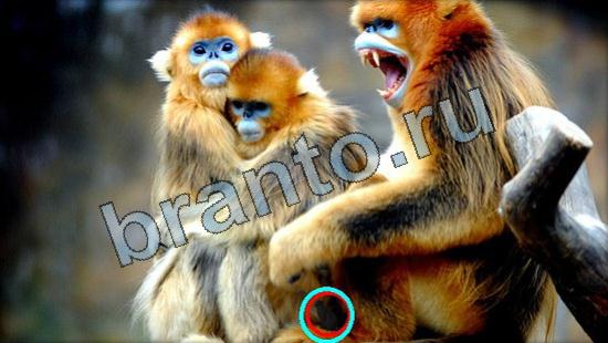 решения на игру Где же кот Уровень 3355