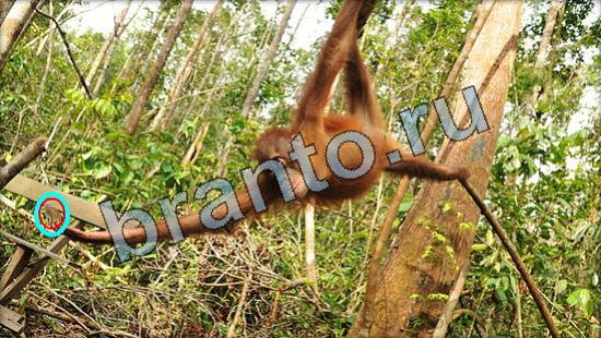 ответы на игру Где же кот Уровень 3356