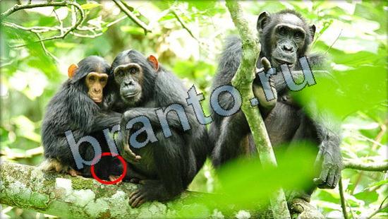 ответы в картинках на игру Где же кот Уровень 3357