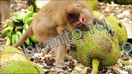 помощь на игру Где же кот Уровень 3358