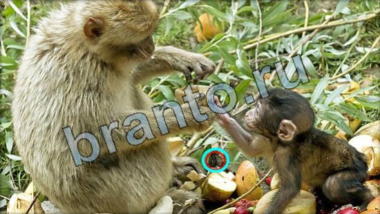 Где же кот ответы в одноклассниках Уровень 3359