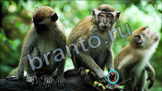 Где же кот игра ответы Уровень 3360