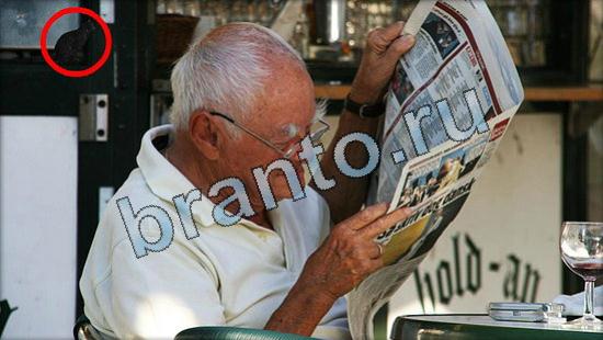 Игра Где же кот подсказки Уровень 3458