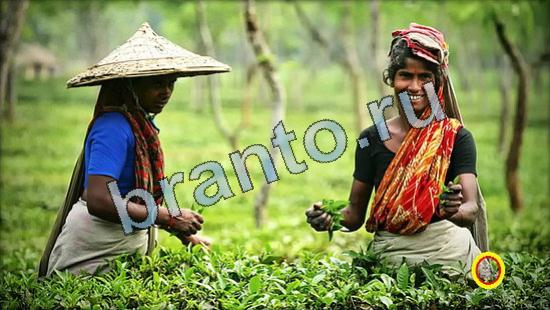 ответы для игры Где же кот Уровень 3587