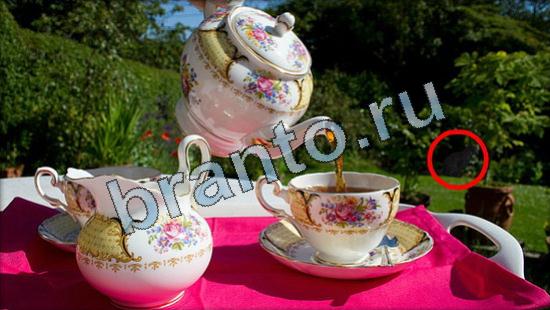 Где же кот ответы на новые задания Уровень 3593