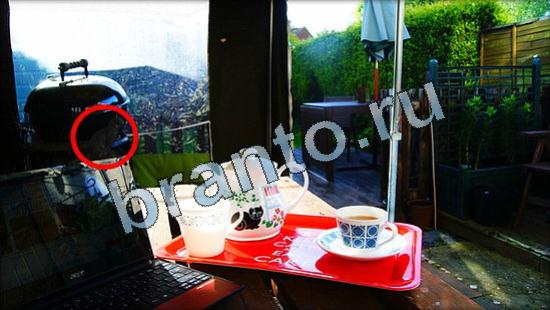 решения на игру Где же кот Уровень 3595