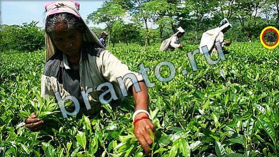 ответы на игру Где же кот Уровень 3596