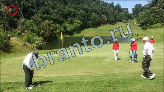 Подсказки на игру Где же кот Уровень 3602