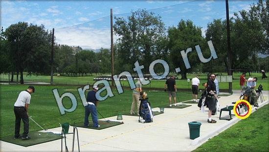 Где же кот игра ответы Уровень 3613