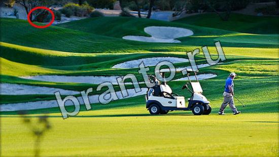 Игра Где же кот ответы Уровень 3617