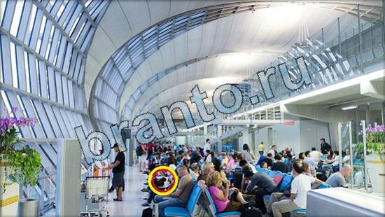 ответы на игру Где же кот в скриншотах Уровень 3632