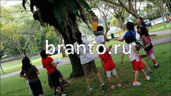 Решения на игру Где же кот Уровень 243