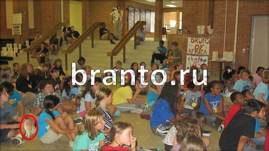 ответы на игру в одноклассниках Где же кот Уровень 246