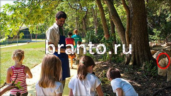 Где же кот игра ответы в одноклассниках Уровень 247