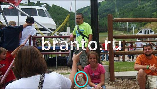 Где же кот? помощь Уровень 250