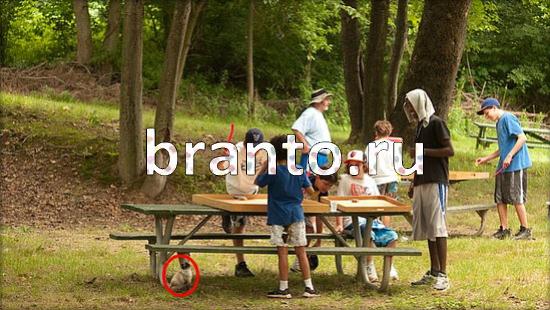 Игра Где же кот ответы Уровень 257