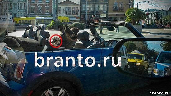 игра в одноклассниках Где же кот ответы Уровень 270