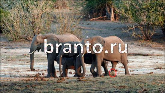 Подсказки на игру Где же кот Уровень 362