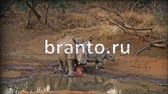 Помощь на игру Где же кот Уровень 364