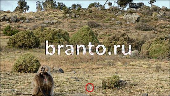 Где же кот игра ответы в одноклассниках Уровень 367