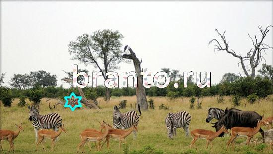 Где же кот? решения Уровень 372