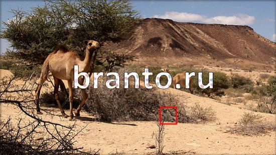 Где же кот игра подсказки Уровень 374