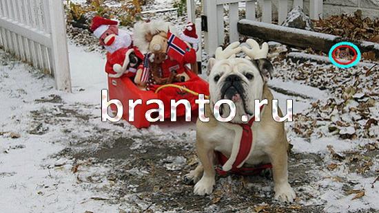 ответы на игру Где же кот Уровень 394