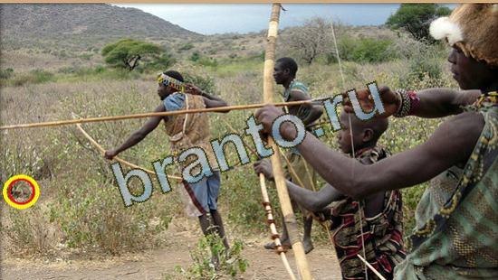 Подсказки на игру Где же кот Уровень 3642