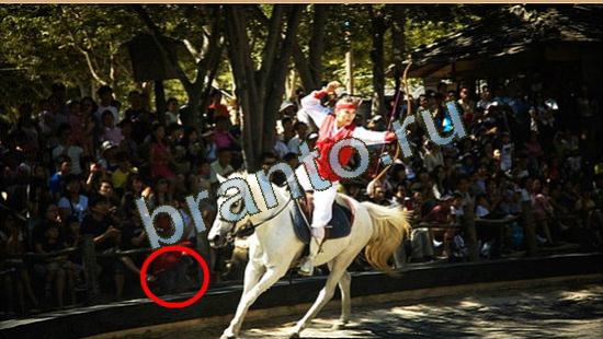 Где же кот ответы в картинках Уровень 3656