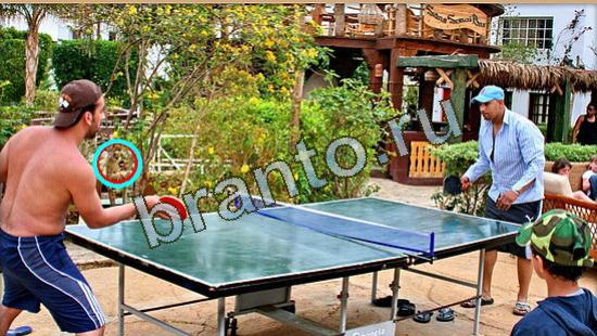 ответы на игру Где же кот Уровень 3714